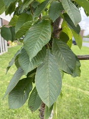 Prunus cerasus