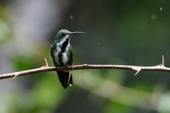 Anthracothorax prevostii