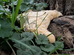 Climacocystis borealis