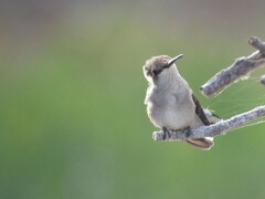 Archilochus alexandri