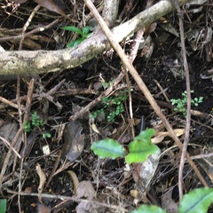 Sophora chathamica
