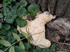 Climacocystis borealis