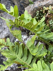 Polypodium vulgare