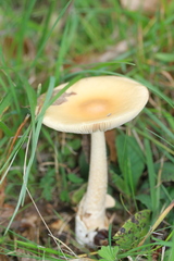 Amanita crocea