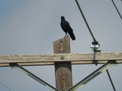 Corvus brachyrhynchos