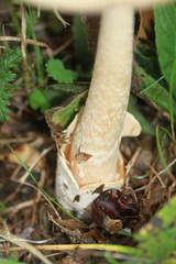 Amanita crocea