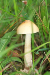 Amanita crocea