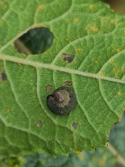 Tenthredo ferruginea