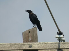 Corvus brachyrhynchos