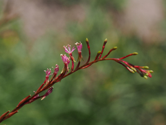 Oenothera curtiflora