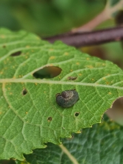 Tenthredo ferruginea