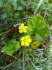 Potentilla