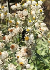 Euodynerus planitarsis