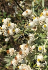 Euodynerus planitarsis