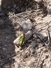 Bootettix argentatus