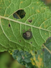 Tenthredo ferruginea