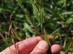 Oenothera curtiflora
