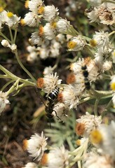 Euodynerus planitarsis