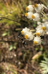 Euodynerus planitarsis