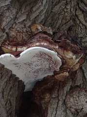 Ganoderma