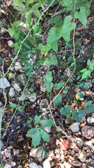 Desmodium paniculatum
