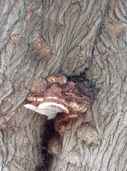 Ganoderma