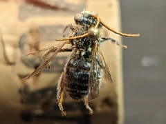 Melissodes verbesinarum