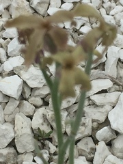 Matthiola fragrans