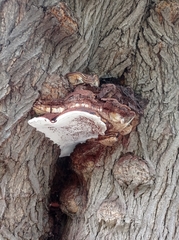 Ganoderma