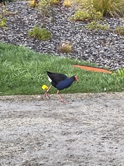 Porphyrio melanotus melanotus