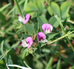 Kummerowia stipulacea