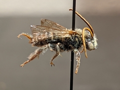 Melissodes verbesinarum