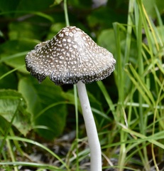 Coprinopsis picacea