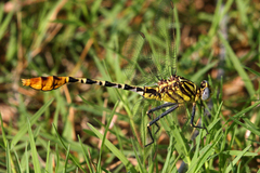 Dromogomphus spoliatus