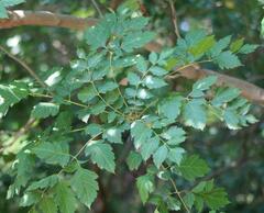 Koelreuteria paniculata