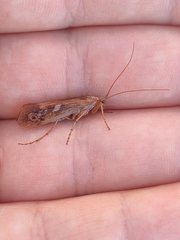 Limnephilus