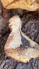 Cerioporus squamosus