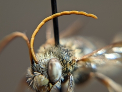 Melissodes verbesinarum
