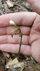 Triphora trianthophoros