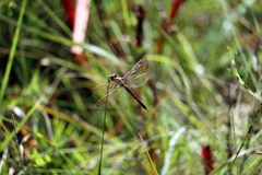 Libellula needhami