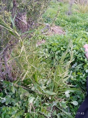 Lepidium hyssopifolium