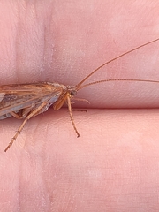 Limnephilus