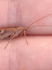 Limnephilus
