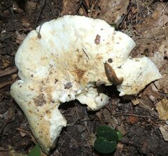 Lactarius controversus