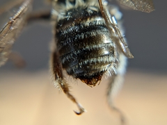 Melissodes verbesinarum
