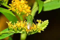 Lygocoris pabulinus