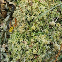 Sphagnum palustre