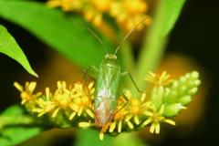 Lygocoris pabulinus