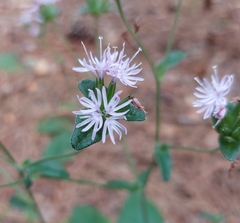 Elephantopus tomentosus