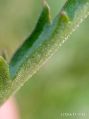 Lepidium hyssopifolium